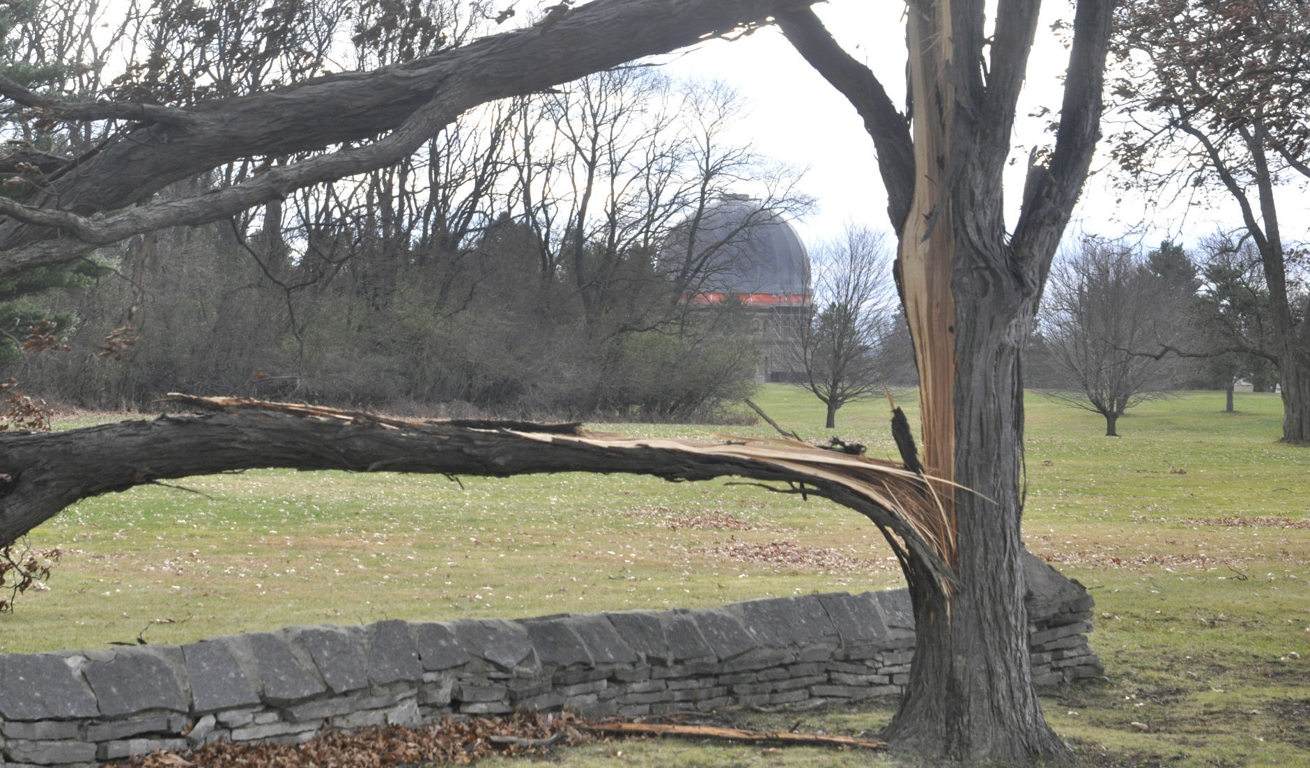 Yerkes Observatory campus tree